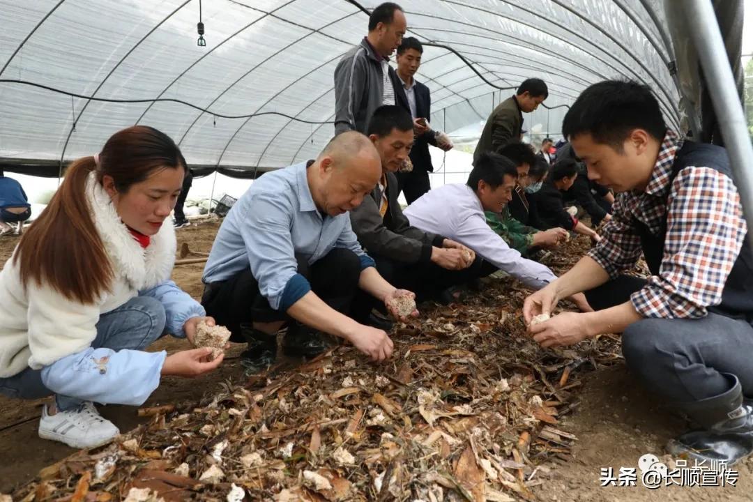 科技与生态的联姻，最新式养猪棚的探索之旅（3月31日报道）