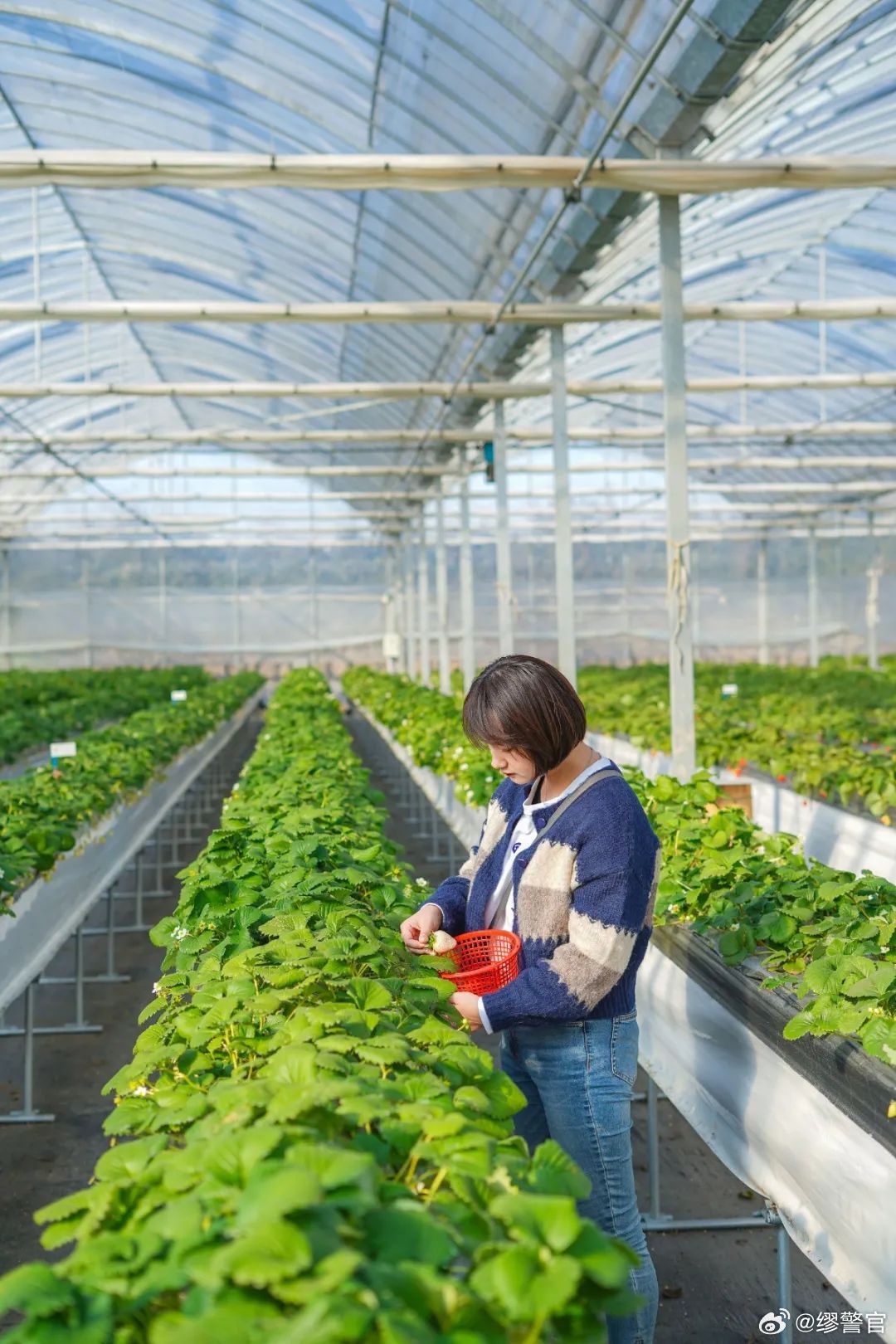 回顾草莓热潮，十二月九日栽培草莓的辉煌岁月