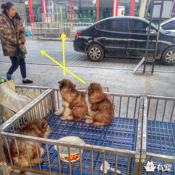 探秘狗市奇遇，揭秘隐藏特色犬舍，十二月狗市实时趣事回顾