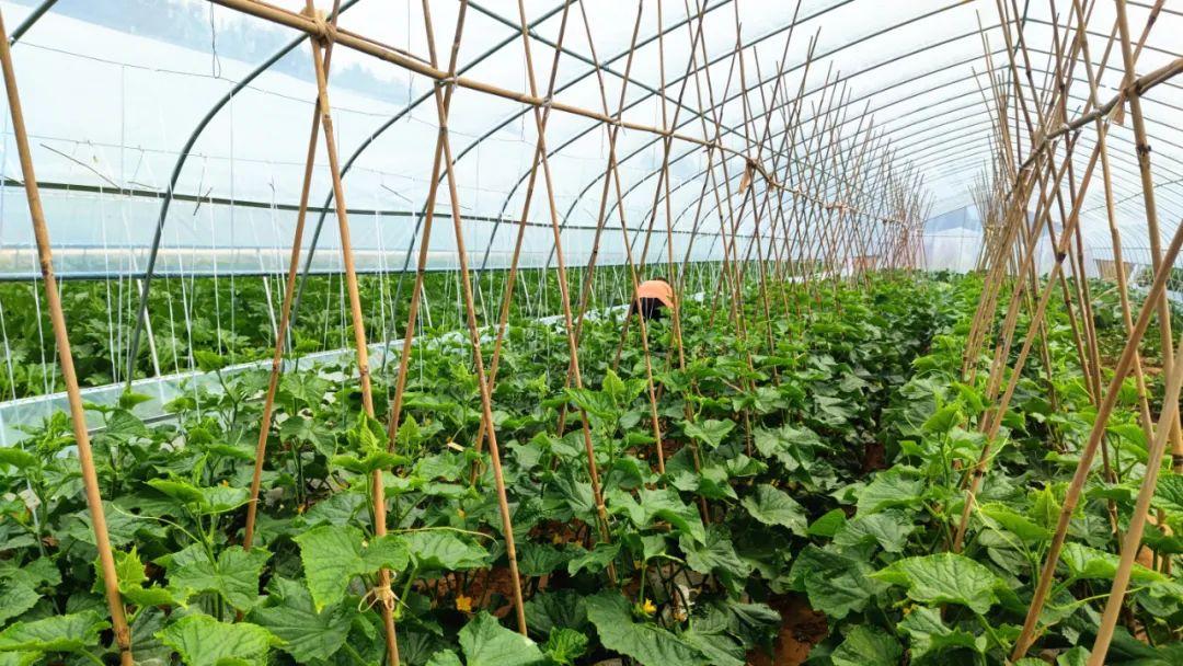 科技助力智能菜花价格追踪，实时了解菜花市场动态，体验智能生活新篇章——12月18日菜花实时价格全新体验