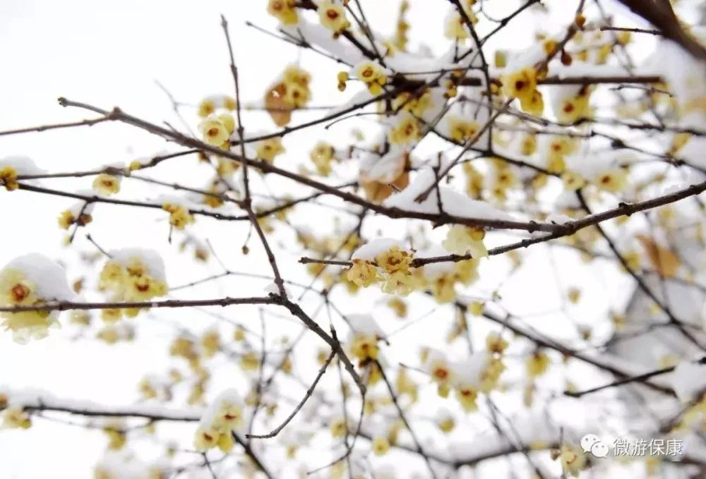 12月18日东南网微博热议，踏雪寻梅——心灵与自然的邂逅